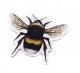 Product icon 1 for Bumble Bee Shaped Air Freshener