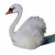 Product icon 1 for Swan Logo Bug